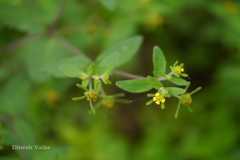 Sigesbeckia orientalis